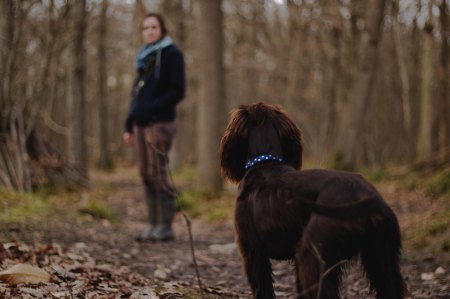 Entrepreneurs and Dog Walking